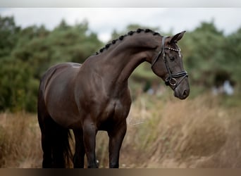 KWPN, Stute, 6 Jahre, 170 cm, Rappe