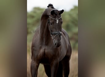 KWPN, Stute, 6 Jahre, 170 cm, Rappe