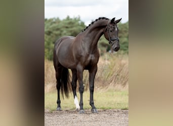 KWPN, Stute, 6 Jahre, 170 cm, Rappe