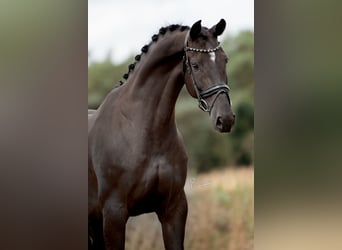 KWPN, Stute, 6 Jahre, 170 cm, Rappe