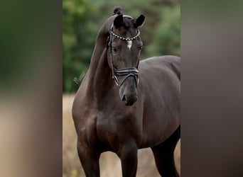 KWPN, Stute, 6 Jahre, 170 cm, Rappe
