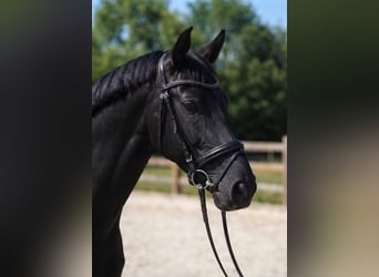 KWPN, Stute, 6 Jahre, 170 cm, Rappe