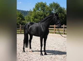 KWPN, Stute, 6 Jahre, 170 cm, Rappe