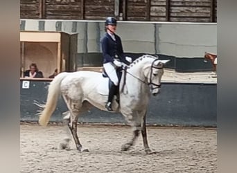 KWPN, Stute, 6 Jahre, 170 cm, Schimmel