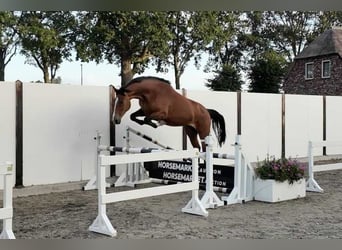 KWPN, Stute, 6 Jahre, 171 cm, Brauner