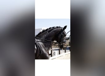 KWPN, Stute, 6 Jahre, 171 cm, Schwarzbrauner