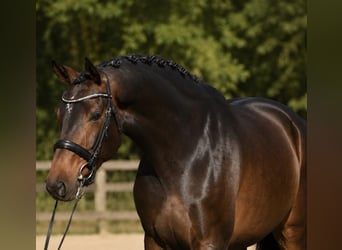 KWPN, Stute, 6 Jahre, 172 cm