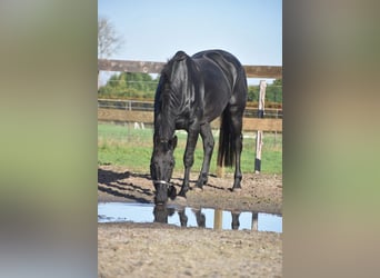 KWPN, Stute, 6 Jahre, 172 cm, Rappe