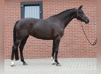 KWPN, Stute, 6 Jahre, 172 cm, Rappe