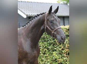 KWPN, Stute, 6 Jahre, 172 cm, Rappe