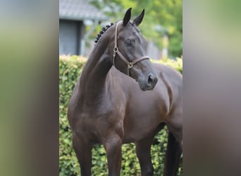 KWPN, Stute, 6 Jahre, 172 cm, Rappe