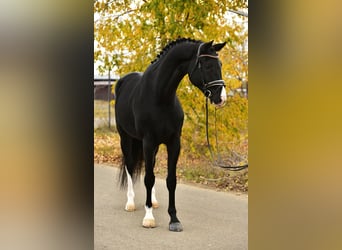 KWPN, Stute, 6 Jahre, 172 cm, Rappe