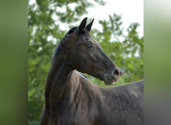 KWPN, Stute, 6 Jahre, 172 cm, Rappe