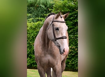 KWPN, Stute, 6 Jahre, 172 cm, Schimmel