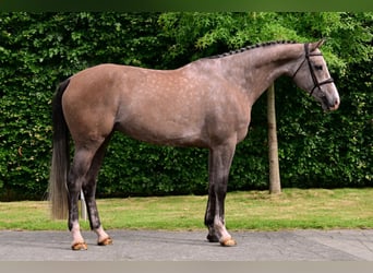 KWPN, Stute, 6 Jahre, 172 cm, Schimmel