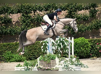 KWPN, Stute, 6 Jahre, 172 cm, Schimmel