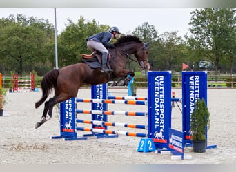 KWPN, Stute, 6 Jahre, 173 cm, Brauner