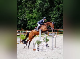 KWPN, Stute, 6 Jahre, 173 cm, Brauner