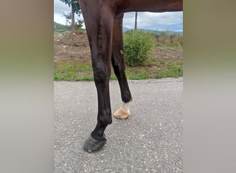 KWPN, Stute, 6 Jahre, 173 cm, Dunkelbrauner