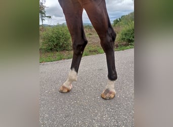 KWPN, Stute, 6 Jahre, 173 cm, Dunkelbrauner