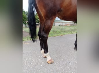KWPN, Stute, 6 Jahre, 173 cm, Dunkelbrauner