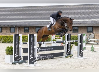 KWPN, Stute, 6 Jahre, 174 cm, Dunkelbrauner