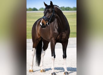 KWPN, Stute, 6 Jahre, 174 cm, Schecke