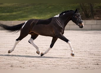 KWPN, Stute, 6 Jahre, 174 cm, Schecke