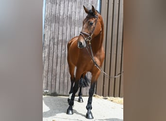 KWPN, Stute, 6 Jahre, 175 cm, Brauner