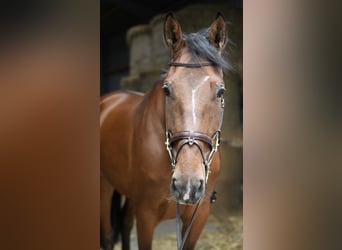 KWPN, Stute, 6 Jahre, 175 cm, Brauner