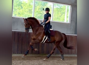 KWPN, Stute, 6 Jahre, 175 cm, Dunkelfuchs