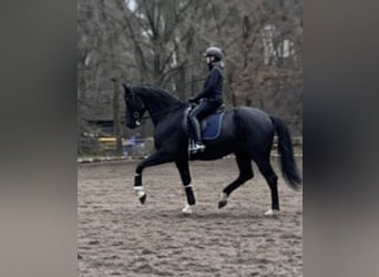 KWPN, Stute, 6 Jahre, 175 cm, Rappe