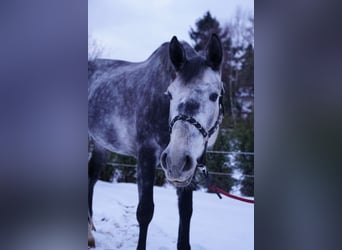 KWPN, Stute, 6 Jahre, 175 cm, Schimmel