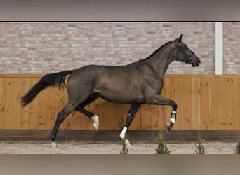 KWPN, Stute, 6 Jahre, 180 cm, Rappe