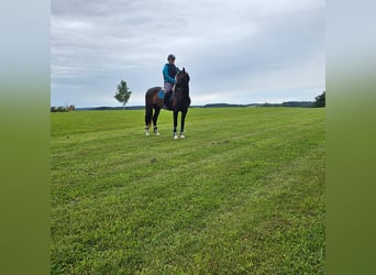 KWPN, Stute, 6 Jahre, Brauner