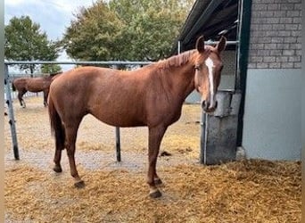KWPN, Stute, 6 Jahre, Fuchs