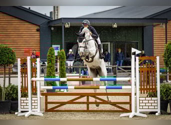 KWPN, Stute, 6 Jahre, Schimmel