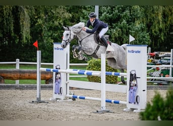 KWPN, Stute, 6 Jahre, Schimmel
