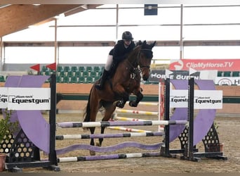 KWPN, Stute, 6 Jahre