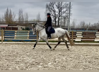 KWPN, Stute, 7 Jahre, 158 cm, Schimmel