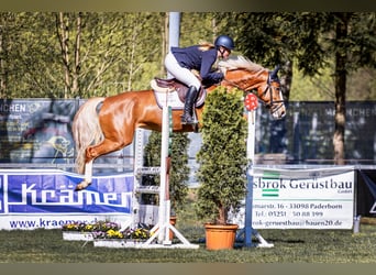 KWPN, Stute, 7 Jahre, 160 cm, Fuchs