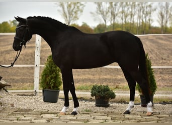 KWPN, Stute, 7 Jahre, 160 cm, Rappe