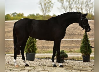 KWPN, Stute, 7 Jahre, 160 cm, Rappe