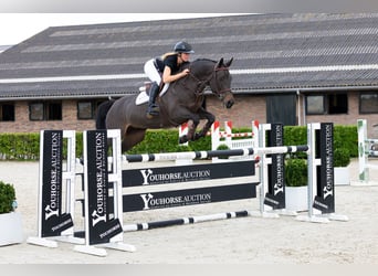 KWPN, Stute, 7 Jahre, 161 cm, Schwarzbrauner