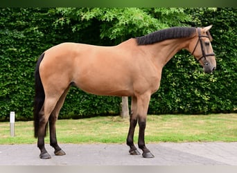 KWPN, Stute, 7 Jahre, 161 cm