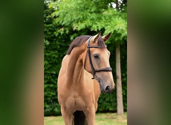 KWPN, Stute, 7 Jahre, 161 cm