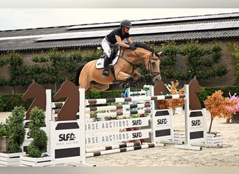 KWPN, Stute, 7 Jahre, 161 cm