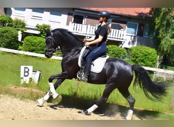 KWPN, Stute, 7 Jahre, 162 cm, Rappe