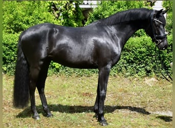 KWPN, Stute, 7 Jahre, 162 cm, Rappe