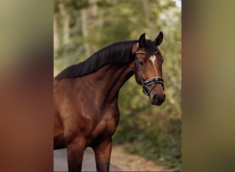 KWPN, Stute, 7 Jahre, 163 cm, Brauner